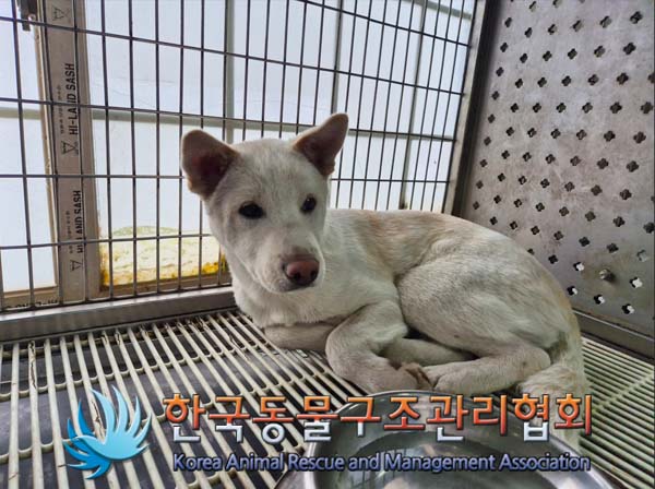 한국동물구조관리협회_441406202500024